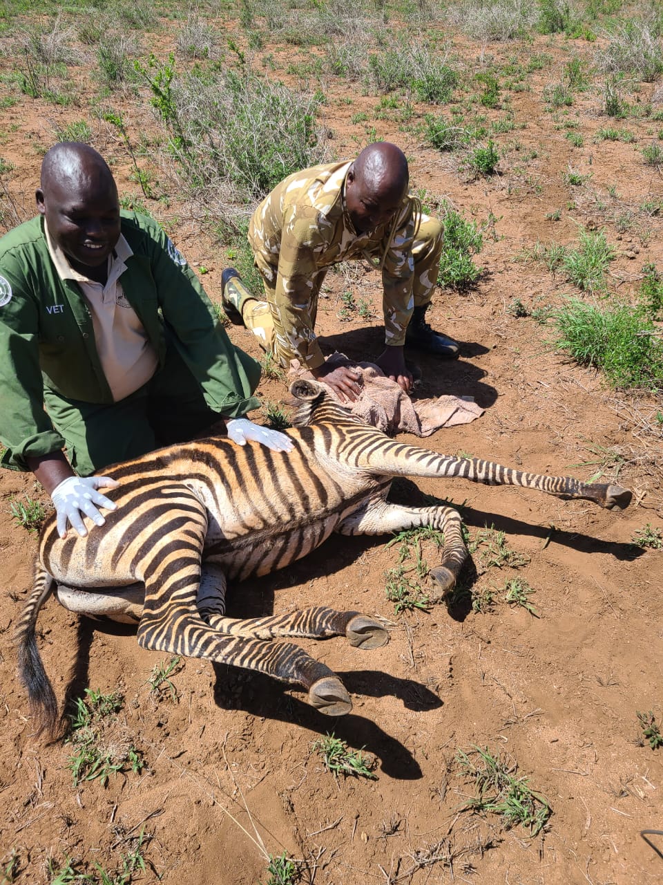 KWS rangers with other stakeholders removing a snare from a zebra during patrol.